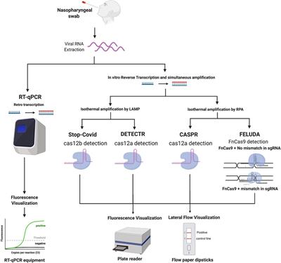 High—throughput and automated screening for COVID-19